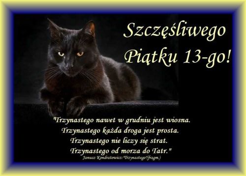 Czarny duży kot na piątek 13-go